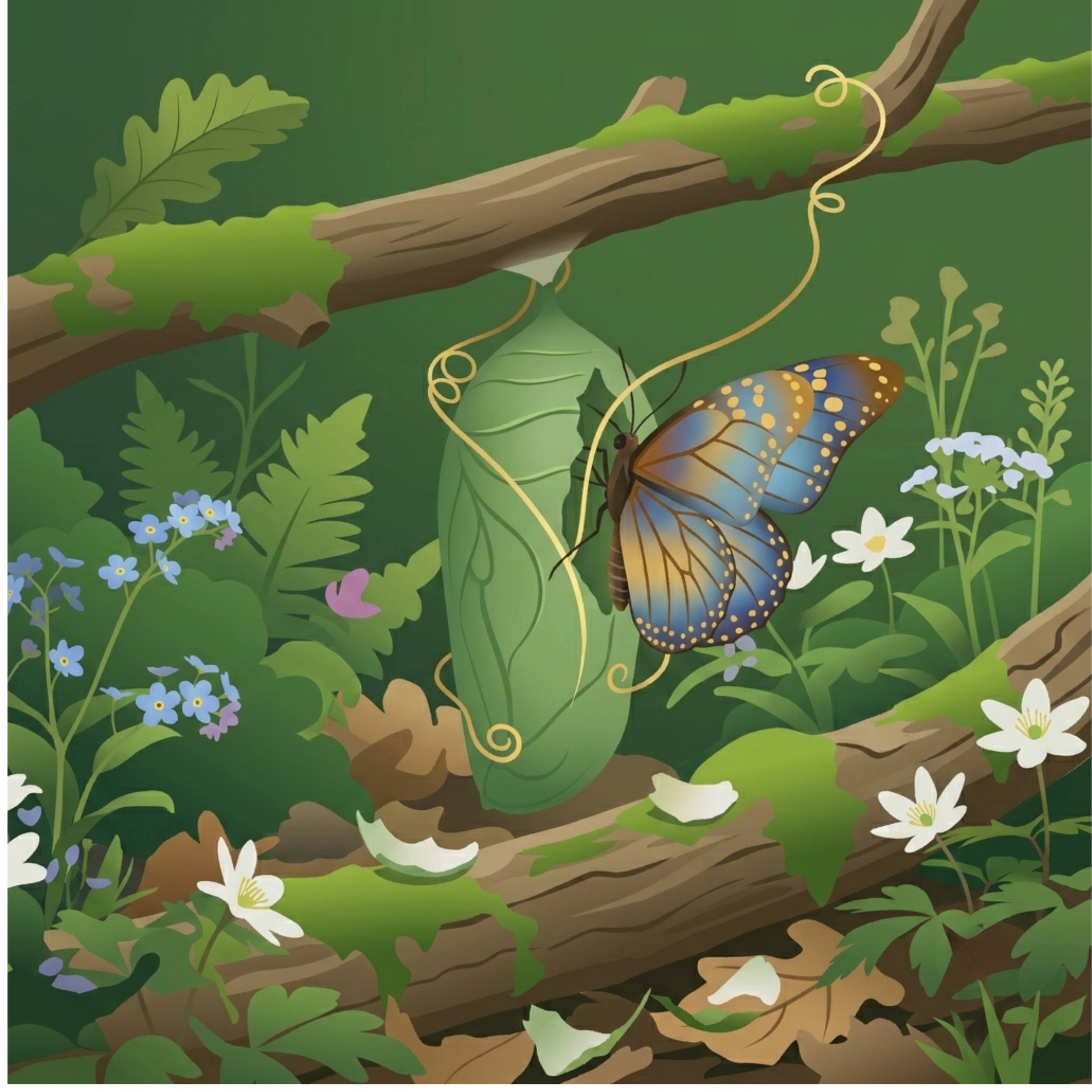 Chrysalide — papillon sortant de sa chrysalide
